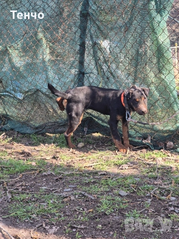 Ягдтериер , снимка 7 - Ягдтериер - 51474448