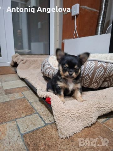 момченце чихуа , снимка 2 - Чихуахуа - 54017924