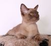 Породисти Бурмански котета от родители шампиони, снимка 6