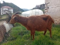 Продавам коза, снимка 1