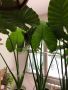 Трилистници големи , снимка 1 - Стайни растения - 45333335
