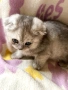 Шотландско клепоухо момиче. Сръбрена чинчила. Scottish fold, снимка 6