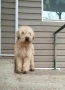 Ирландски пшеничен териер , снимка 2