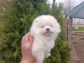 Померан / Померани , снимка 3