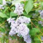 Калифорнийски люляк Хенри Дефозе,  Ceanothus 'Henry Defosee', снимка 10