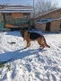 Продавам немска овчарка , снимка 9