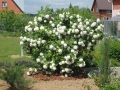 🩷🌿🌸 Калина „Снежна топка“ (Viburnum opulus ‘Roseum’ / “Boule de Neige”), снимка 2