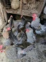 млади домашни петли , снимка 4