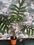 Алоказия жаклин., снимка 5