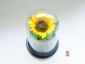 Вечен Слънчоглед в Стъкленица със Скандинавски Мъх / Подарък със Символика за Щастие и Дълголетие, снимка 3