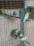 продавам гулдови папагалови и други амадини, снимка 6