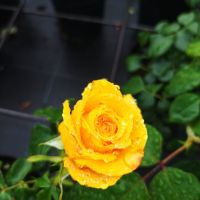 Храстовидни рози!!, снимка 14 - Градински цветя и растения - 45702417