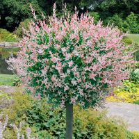     Японска върба Salix Hakuro Nishiki - Фламинго, снимка 1 - Разсади - 44452327
