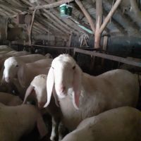 Продавам агнета, овце и кочове, снимка 1 - Овце - 46029898