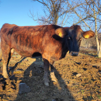 Продавам Крави, Юници и женски телета, снимка 4 - Крави - 45063387