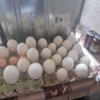Гъши и Пуйчи Яйца, снимка 2 - Патици и гъски - 45340311