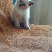 Шотландски клепоухи котета, снимка 16 - Британска късокосместа - 45567329