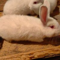 Зайци зайчета заек, снимка 5 - Други животни - 45700896