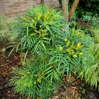 Махония (Mahonia soft caress), снимка 5 - Градински цветя и растения - 45210311