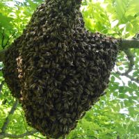 Пчелни отводки ДБ, снимка 4 - Други - 45405230