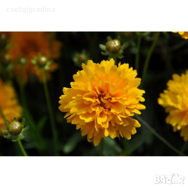 Coreopsis grandiflora Sunray Кореопсис, снимка 1