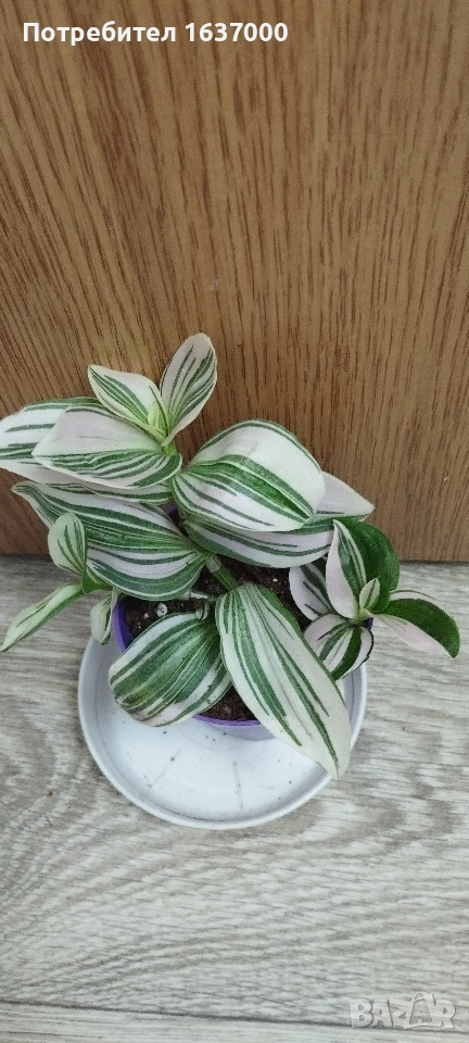 Традесканция , снимка 1