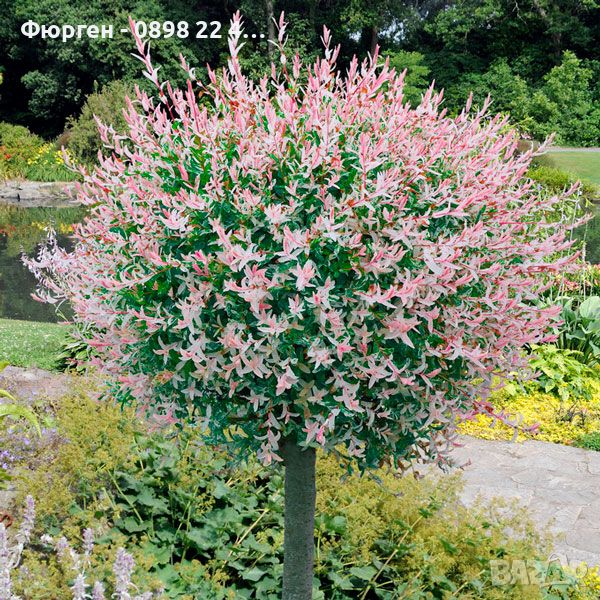     Японска върба Salix Hakuro Nishiki - Фламинго, снимка 1