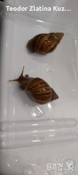 Африкански охлюви Ахатина, снимка 1