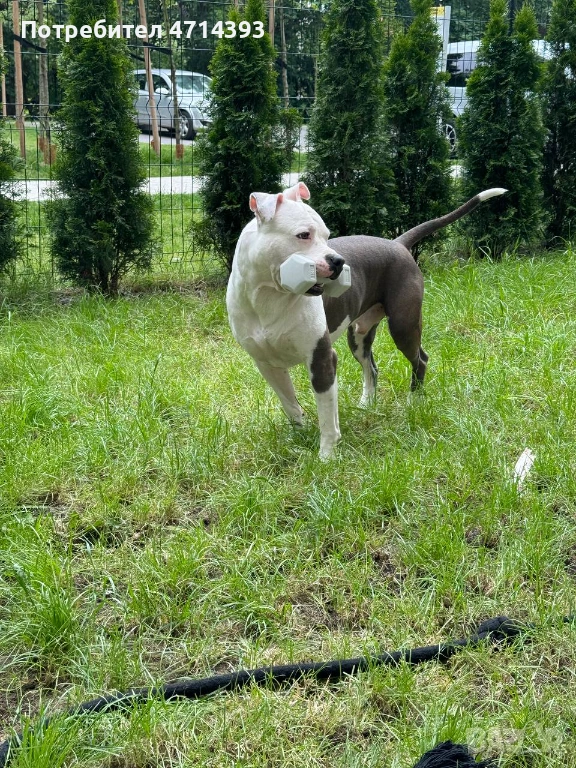 Търсим приятелка за Матео 2,6г. Американский стаффордширский терьер, снимка 1