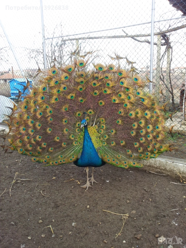 продавам индийски пауни, снимка 1