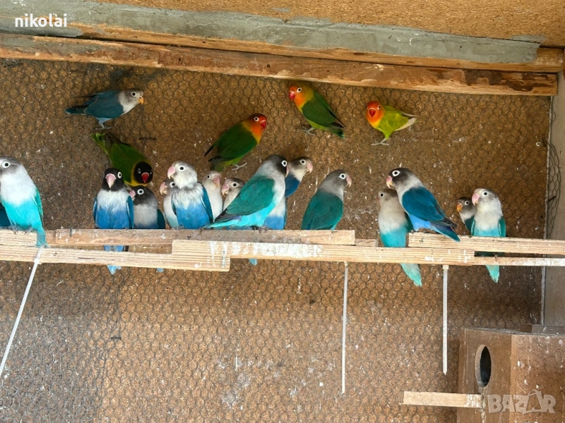 Млади фишери , снимка 1