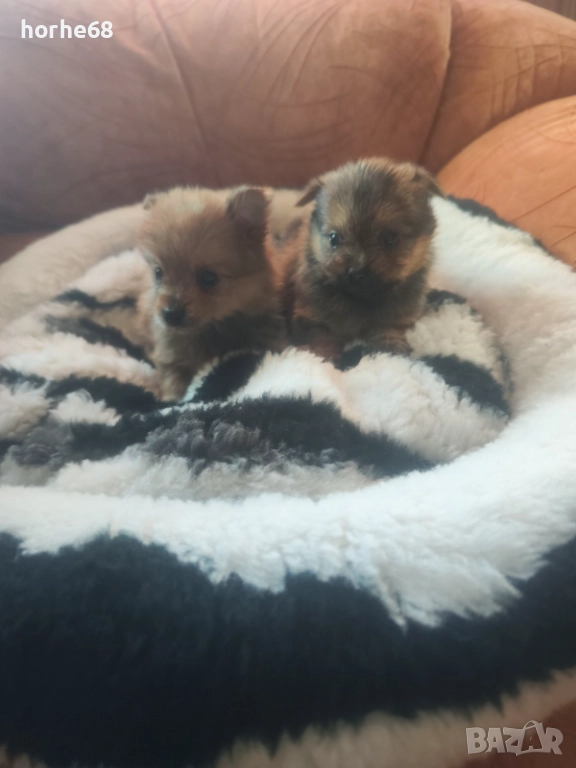 Мини померанчета, снимка 1