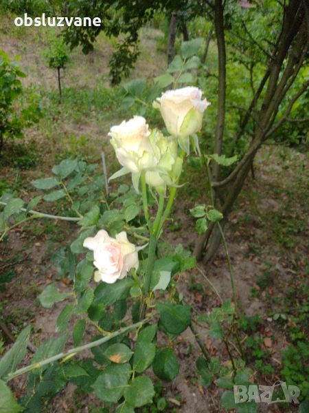 Резници сортова роза, снимка 1