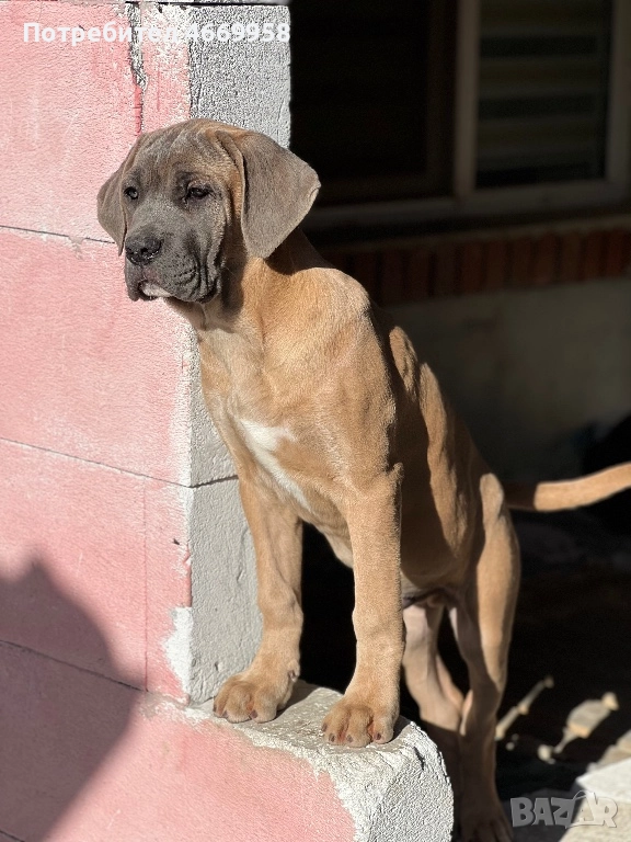 Кане Корсо, снимка 1