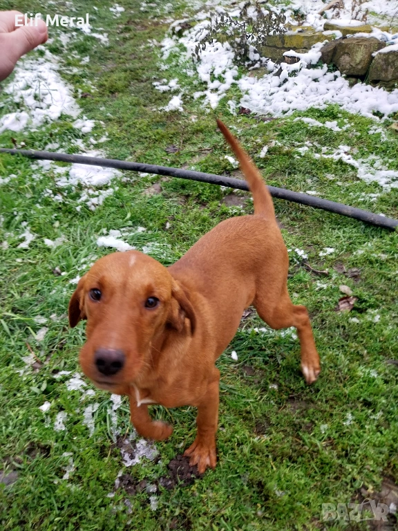 Ловно куче гонче, снимка 1