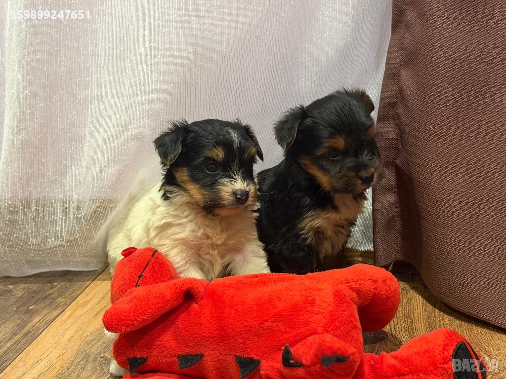 Мини йоркширски териерчета, снимка 1