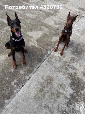 Доберман-мъжки, снимка 5 - Доберман - 52342159