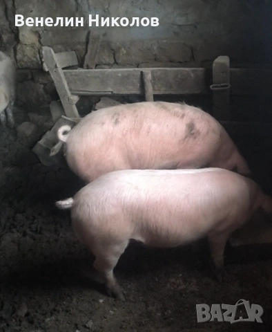 Прасета, снимка 3 - Прасета - 53504063