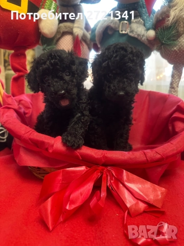 Мини пуделчета, снимка 2 - Пудели - 52762580