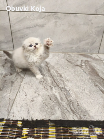 Последното момиченце не е красива ами просто е уникална, снимка 2 - Британска късокосместа - 53079457