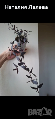 Традесканция, Гибасис, gibasis jose puig, снимка 2 - Стайни растения - 54288004