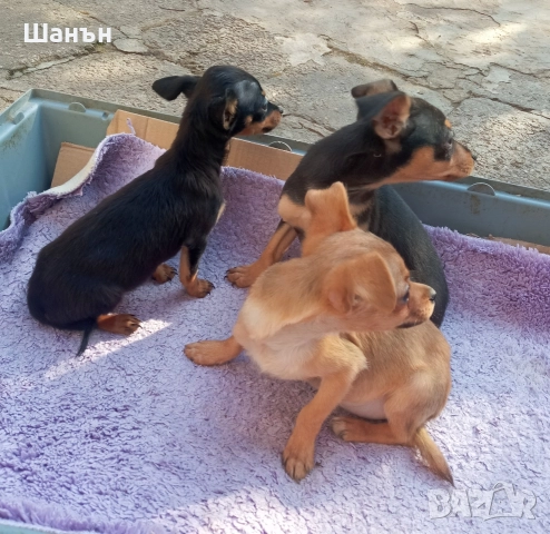 Продавам пинчери, снимка 4 - Пинчер - 52624873