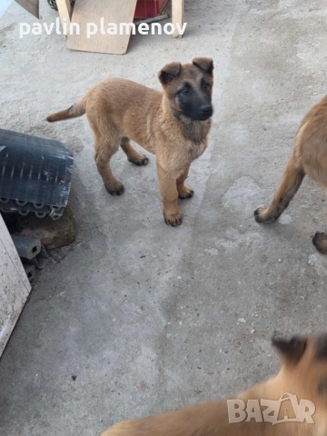 Белгийска овчарка малиноа, снимка 4 - Белгийска овчарка - 53658994