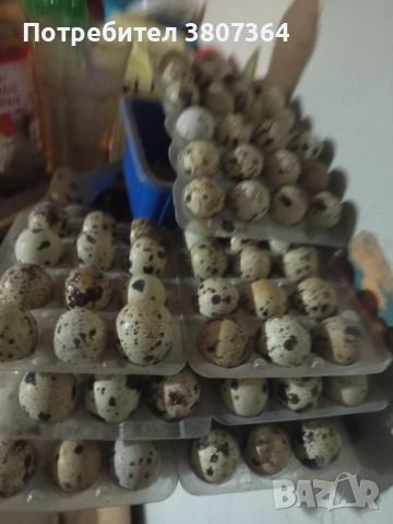 Яйца от пъдпъдъци разплодни и за консумация 