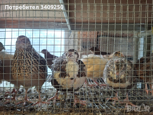 Женски пъдпъдъци носачки, снимка 5 - Други - 53997779