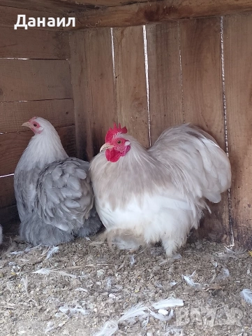 Кохин бантам, снимка 3 - други­ - 53381079