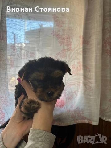 Мъжко йорки, снимка 4 - Йоркширски териер - 53797957