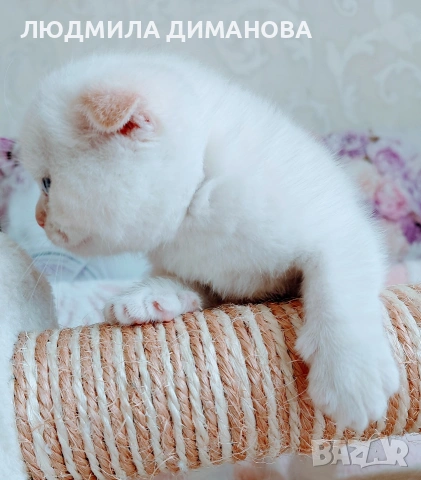 шотландски мъжки със сини очи. , снимка 6 - Британска късокосместа - 54248473