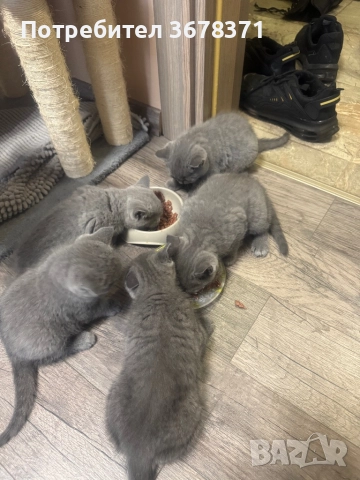 Британски котенца, снимка 2 - Британска късокосместа - 52666271