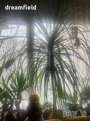 Нолина- екзотично цвете., снимка 4 - Стайни растения - 54182956